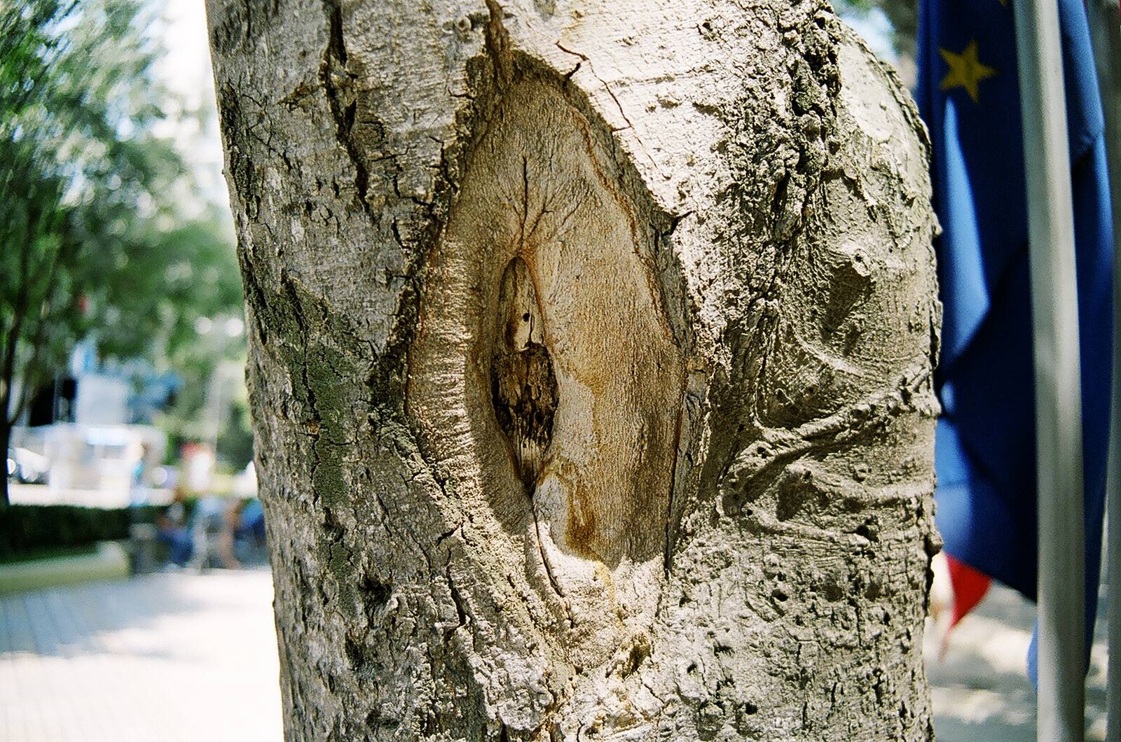 дървото и знамето · the tree & the EU flag
