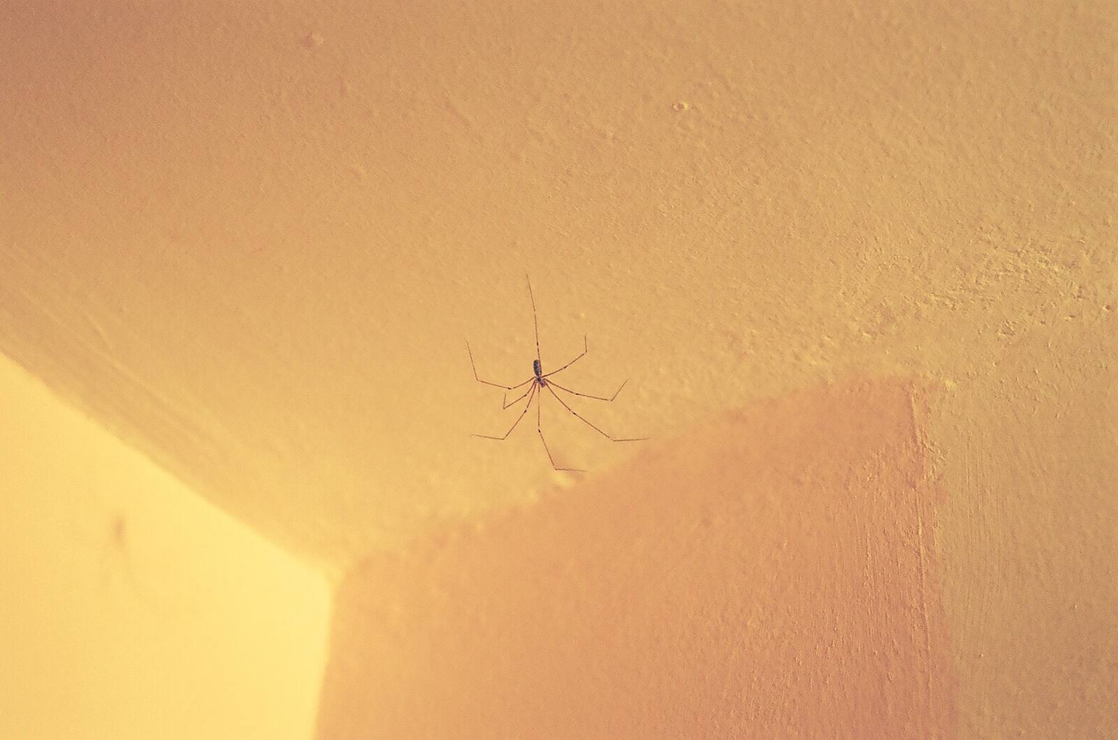 паякът · the spider