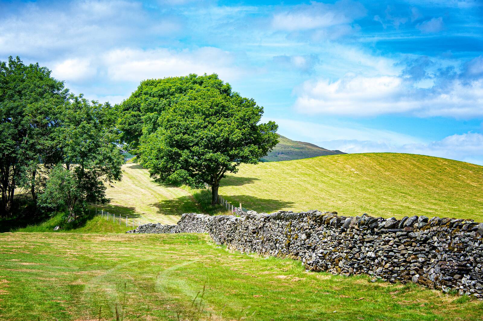 Drystone wall and lone tree below the fell
