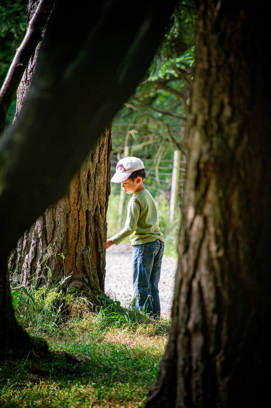 A boy among the oaks on the Aira Force path