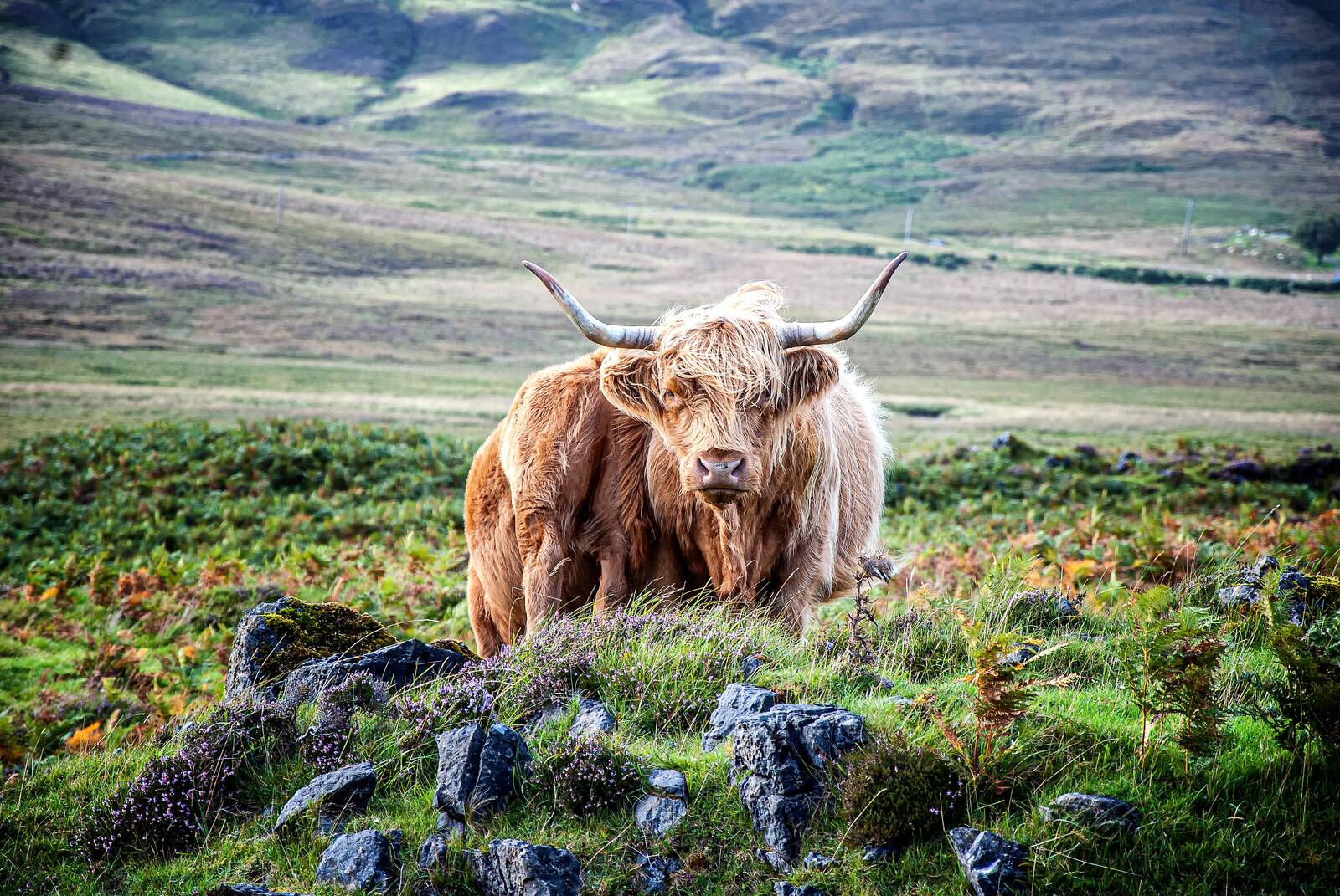 Two Highland cows