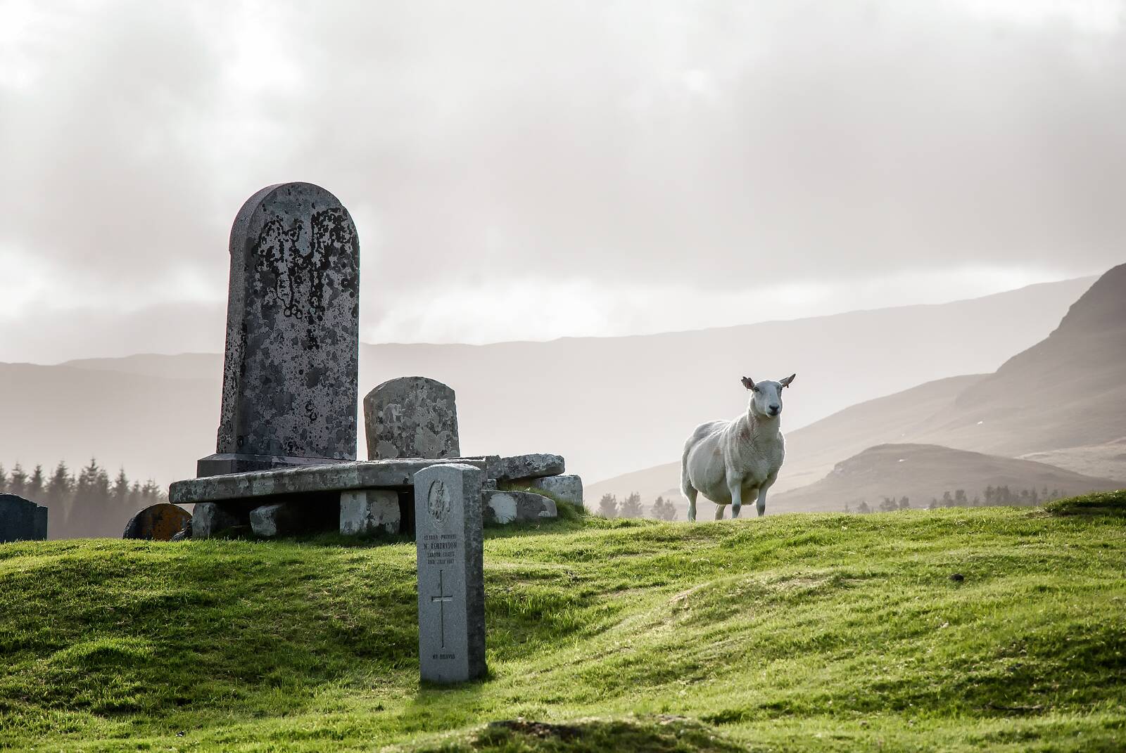 Sheep among gravestones in the mist