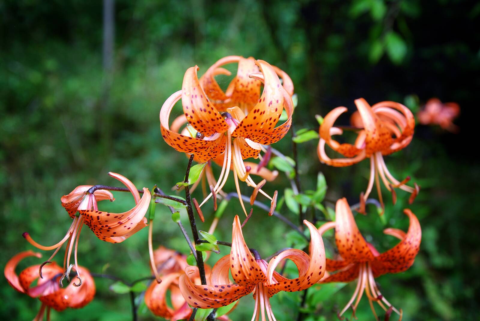 lili — tiger lily