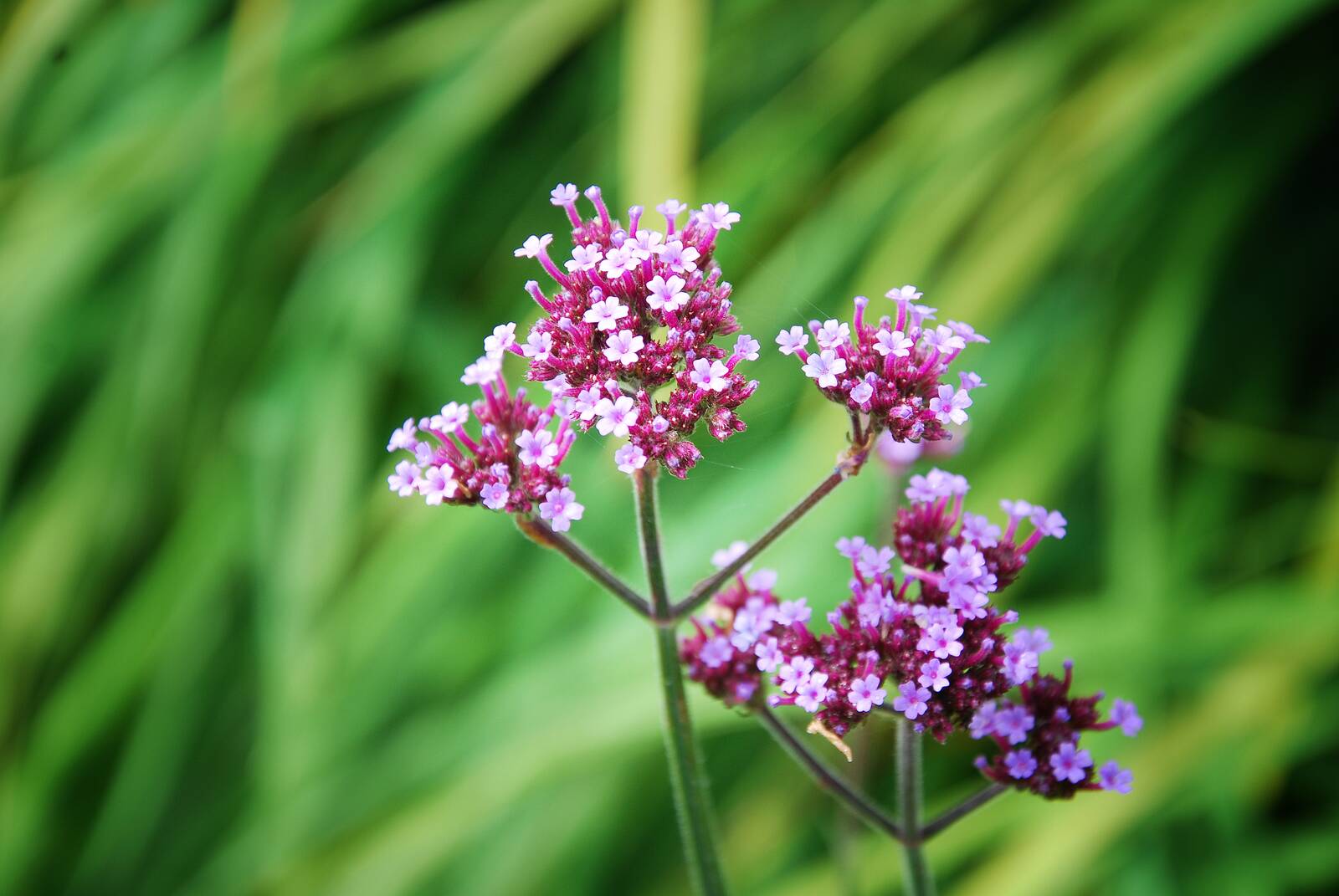 flùr — verbena