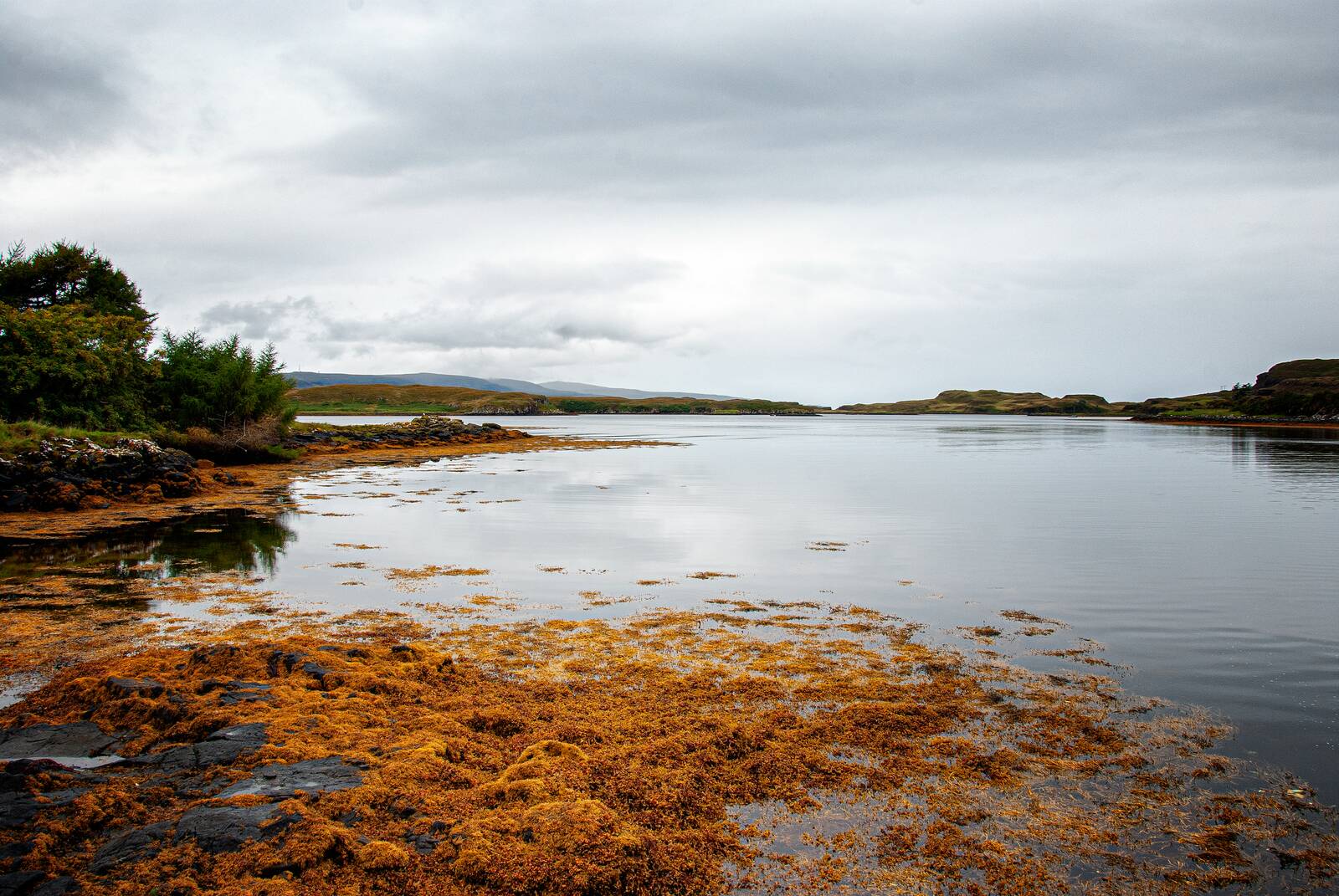 Seaweed shore