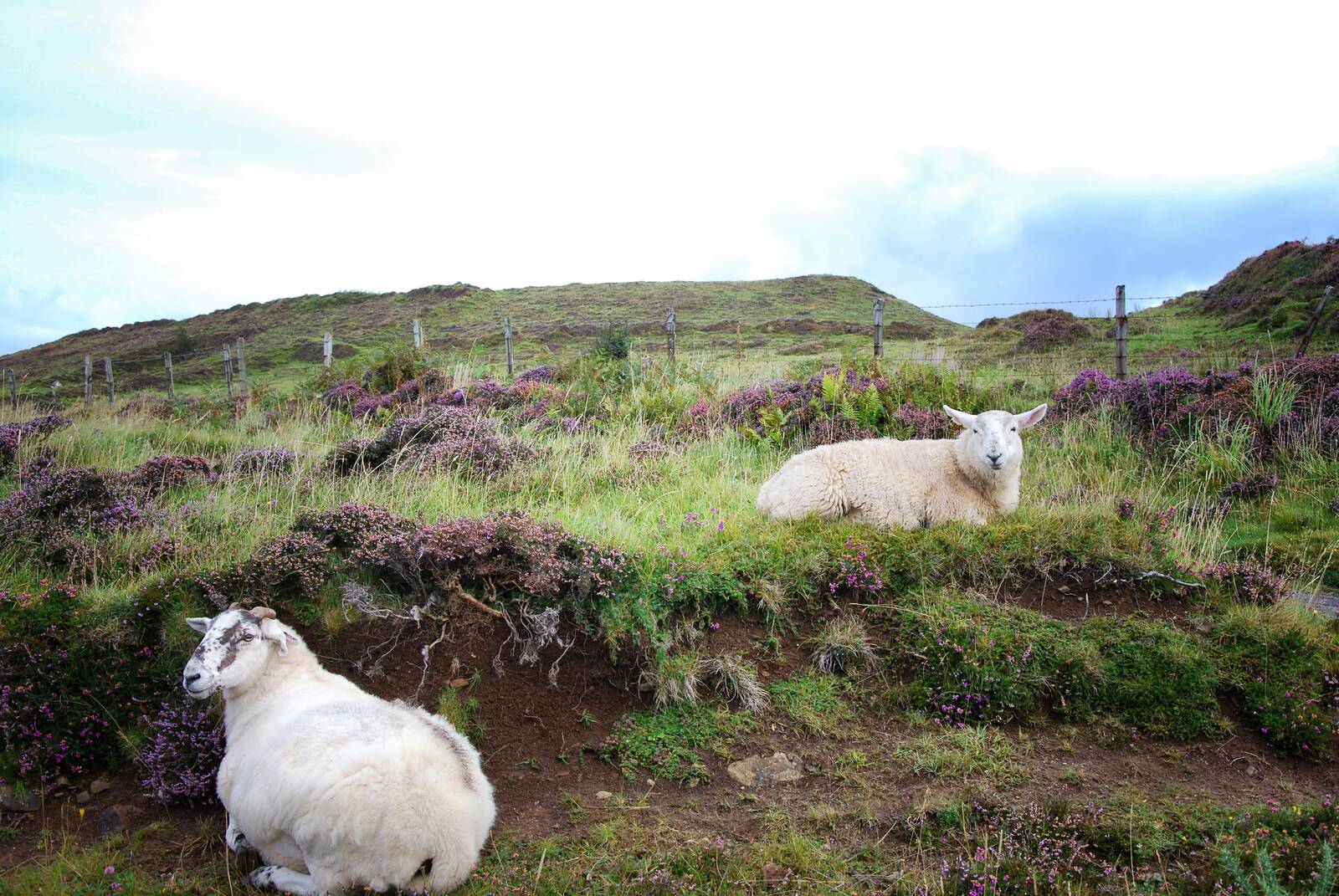 na caoraich · the sheep