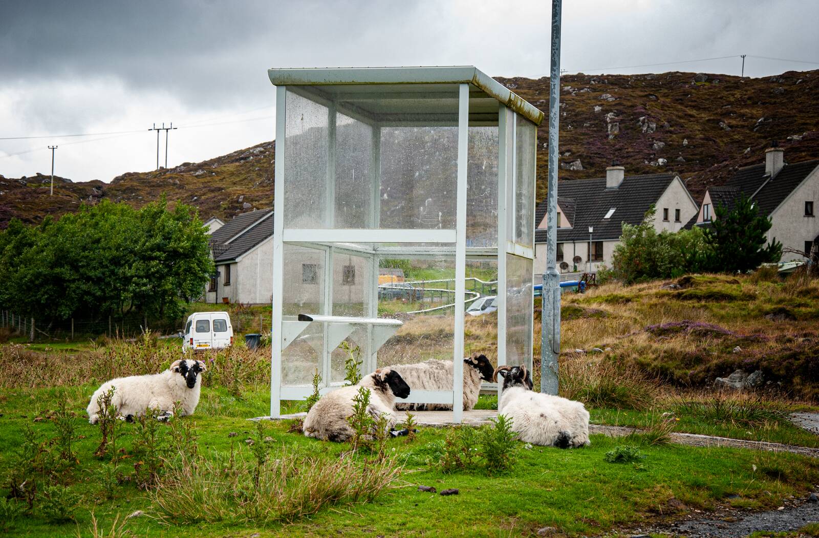 Sheep sheltering in a bus shelter