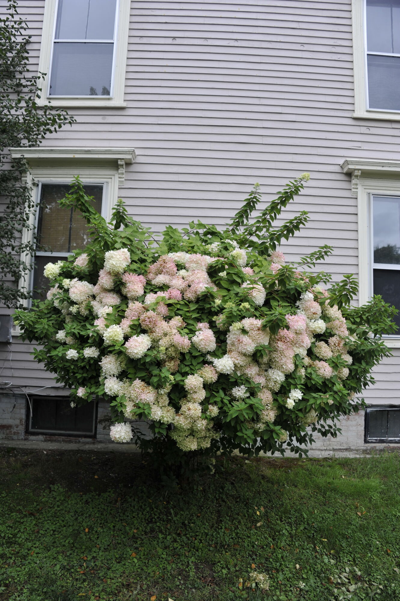 A large hydrangea in bloom against the clapboard wall